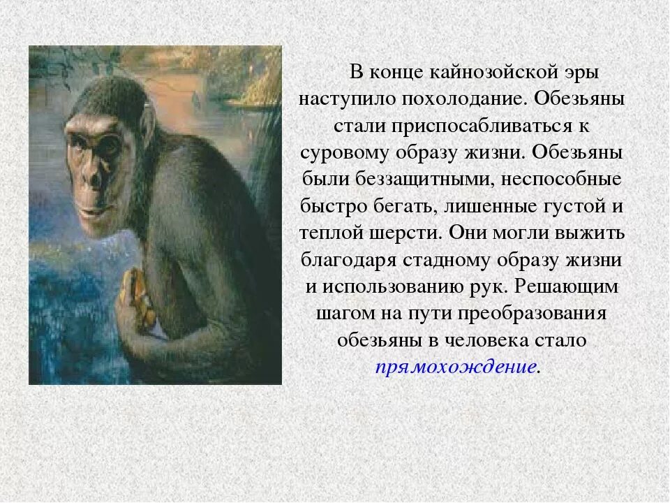 Человек произошел от обезьяны. Как обезьяны стали людьми. Почему обезьяны превращается в человека?. Почему человек обезьяна. Как появились обезьяны