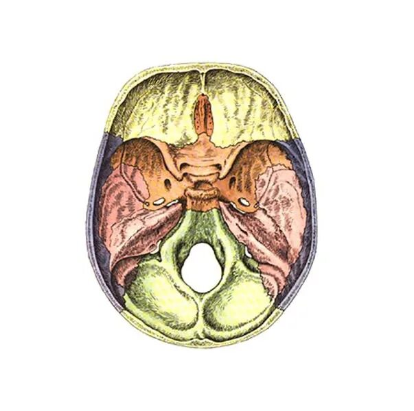 Основание черепа Черепные ямки. Черепные ямки внутреннего основания черепа. Внутреннее основание черепа анатомия ямки. Основание черепа анатомия Черепные ямки. Мозговое основание черепа