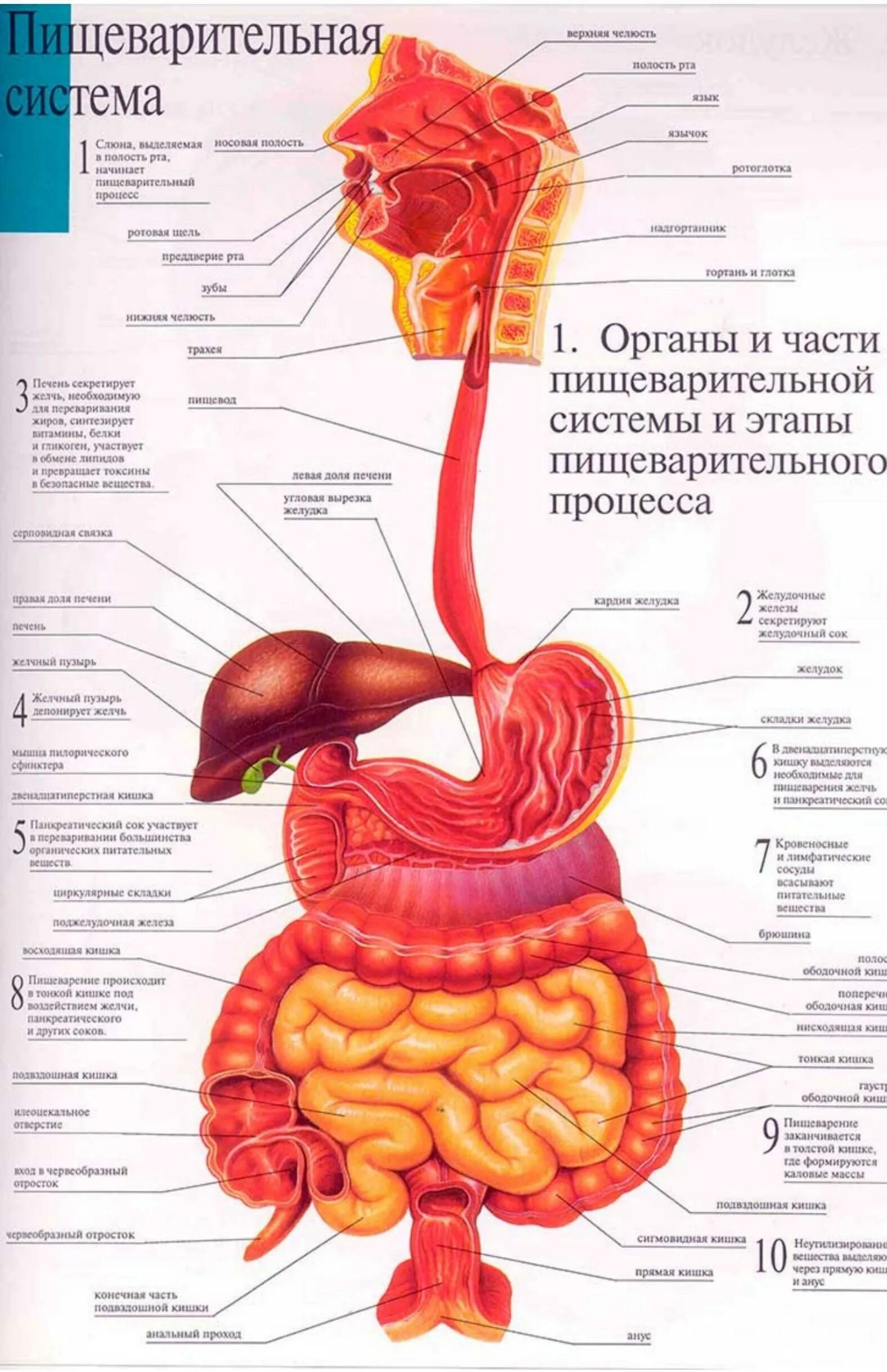 Внутренние органы строение схема. Пищеварительная система схема анатомия. Схема расположения органов пищеварительной системы человека. Строение желудочно-кишечного тракта. Пищеварительная система кишечник анатомия.