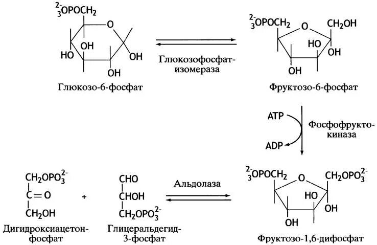 Превращение фруктозо-6-фосфата во фруктозо-1.6-дифосфат. Глюкозо 1 6 дифосфат формула. Глюкозо 6 фосфат в глюкозо 1 фосфат. Превращение фруктозо-1.6-дифосфата во фруктозо-6-фосфат.