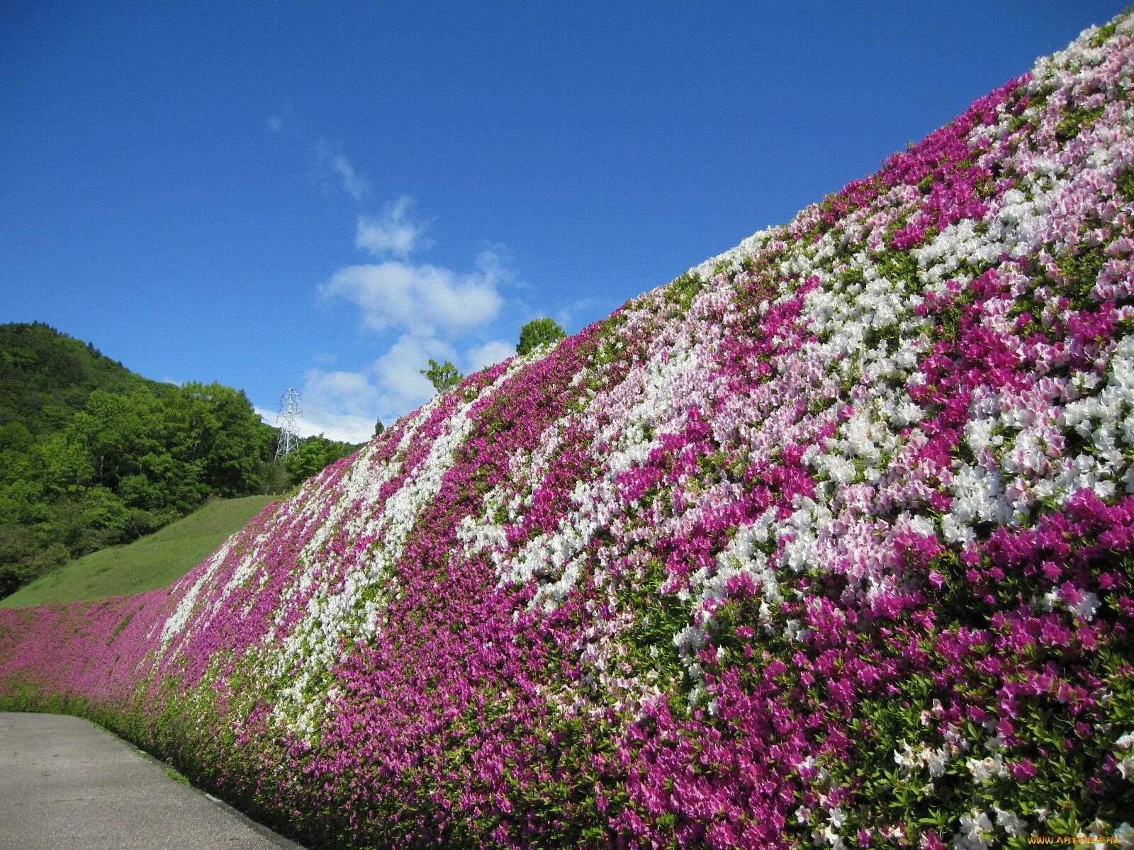 Рокарий каменистый сад. Альпийские луга в крыму. Геопластика озеленение холмы. Хелен парк+ ландшафт. Геопластика террасирование.