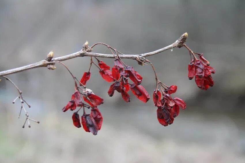 барбарис ранней весной. барбарис атропурпуреа. барбарис обыкновенный почки. барбарис монетчатый. барбарис почки.