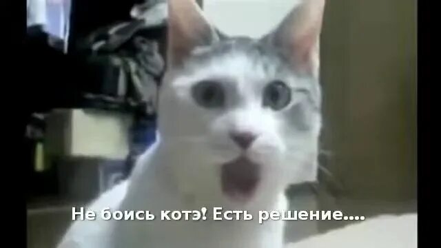 Кот открыл кран. Кот в шоке. Удивленный кот. Кот с открытым ртом Мем. Кот мкм с открытым ртом.