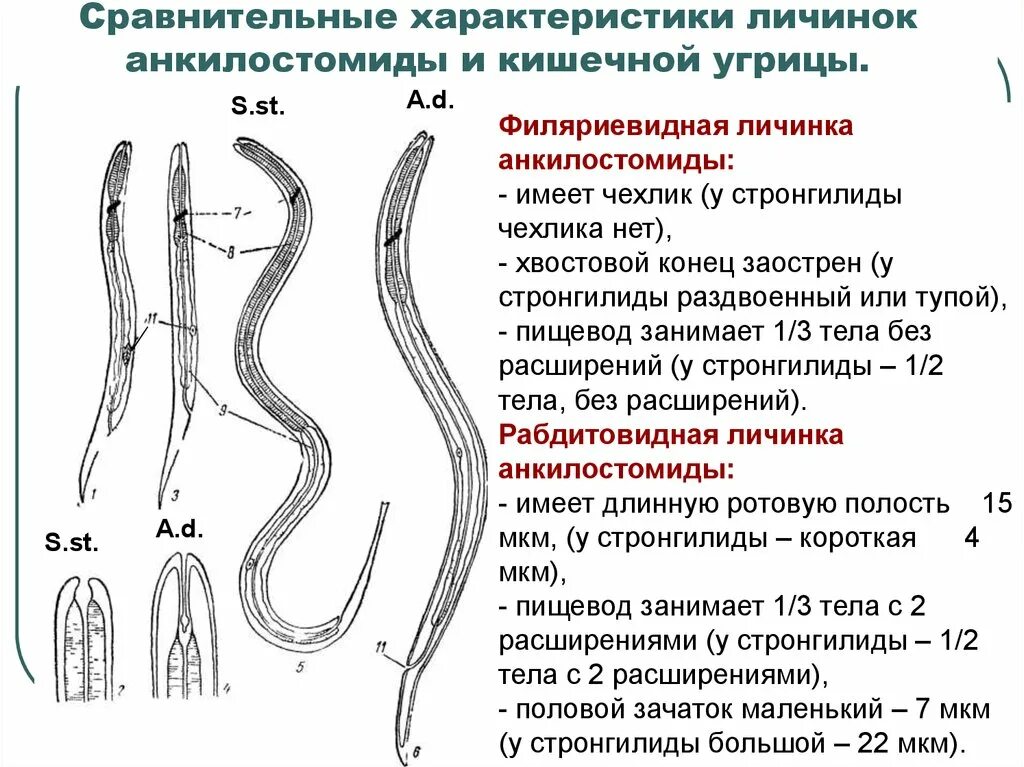 Жизненный цикл угрицы. Угрица инвазионная стадия. Угрица кишечная личинки. Угрица кишечная систематика. Угрица кишечная строение морфология.