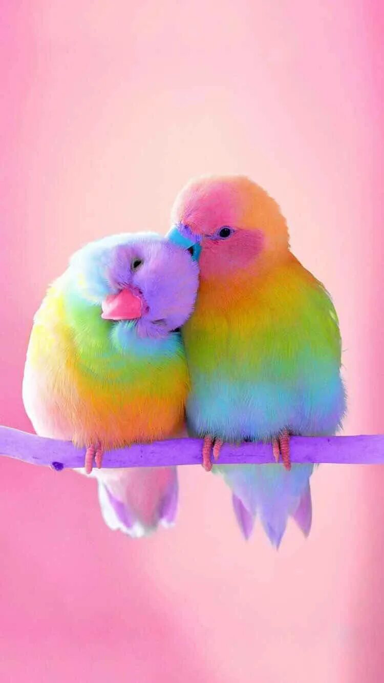 I love birds. Радужные попугаи неразлучники. Неразлучники попугаи голубые. Попугаи неразлучники персиковые. Неразлучники попугаи розовые.