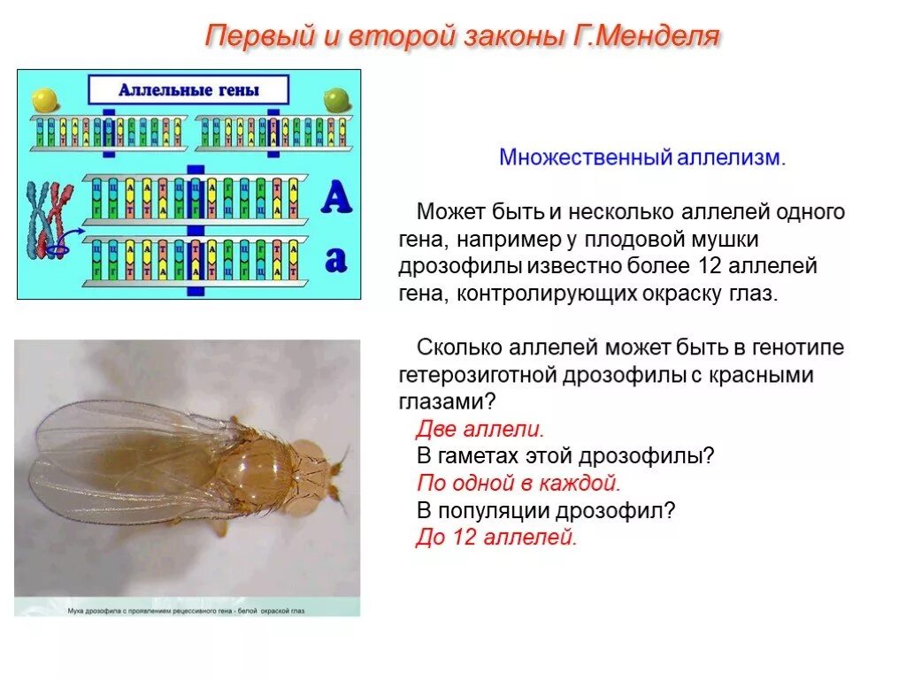 Таблица сравнения нормальных и мутантных форм дрозофил. Мушка дрозофила генетика. Аллельные гены у дрозофилы. Законы Менделя дрозофилы. Сколько аллелей Гена может быть.