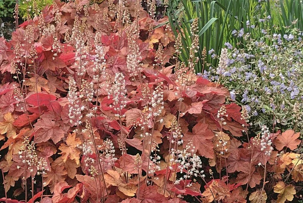 Heuchera GRANDE ™ Amethyst Heuchera, Perennials, Wholesale plants