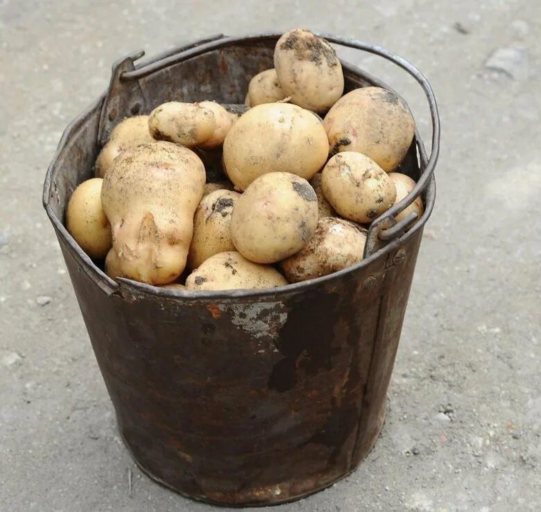 Картошка наоборот. Посадка картошки. Картошка наоборот. Картофель в ведре. Мешок картошки.