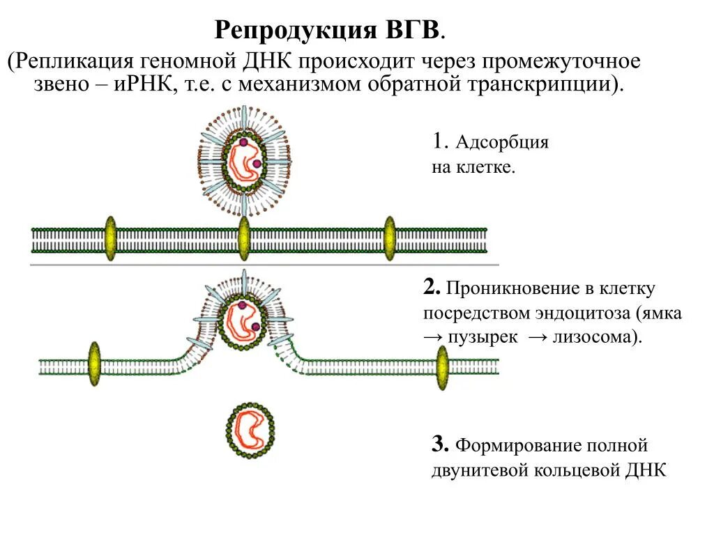 Репликация днк происходит в профазе. Репликация днк происходит. репликация гепатита в. репродукция днк вируса гепатит в. репликация днк в клетке происходит в.