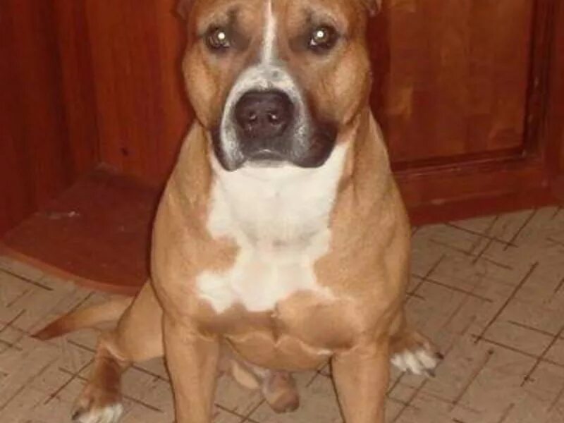 стаффордширский терьер амстафф. стаффорд в квартире. стаффордширский терьер щенок рыжий. бойцовский стаффордширский терьер. стаффордширский терьер в квартире.