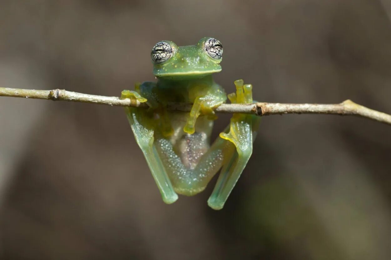 Elephant frog. Стеклянная лягушка (Glass Frog). Стеклянная лягушка Флайшмана. Стеклянные лягушки Centrolenidae. Бахромчатая стеклянная лягушка.