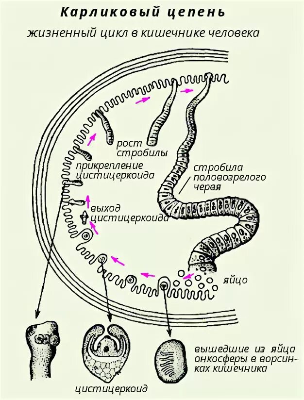 Карликовый цепень цикл развития. Жизненный цикл карликового цепня. Цикл развития карликового цепня схема. Hymenolepis Nana жизненный цикл. Карликовый цепень строение