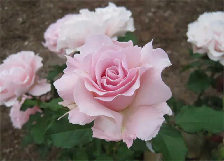 Галерея - La Rose de Molinard ® (Delgrarose) - Энциклопедия роз