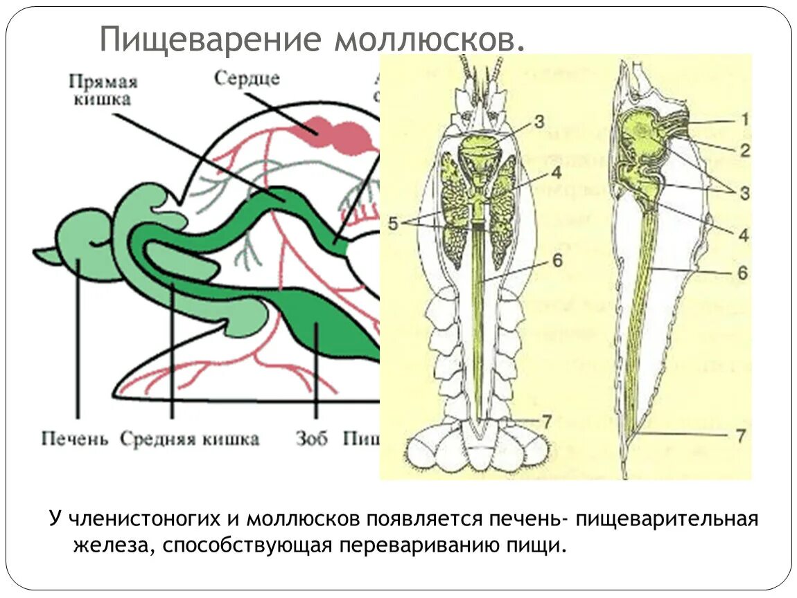 У каких животных печень