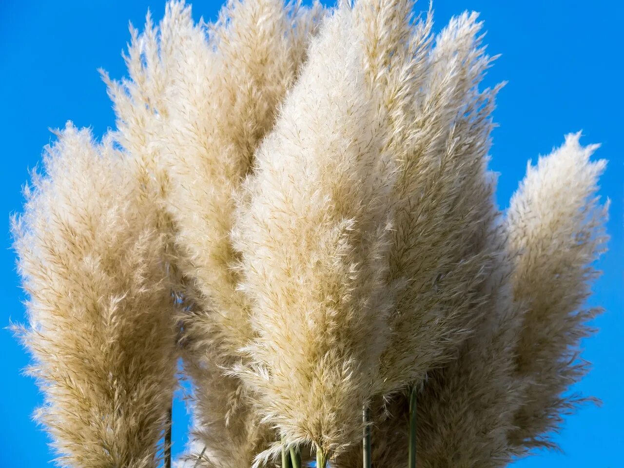 пампасная трава кортадерия сухоцветы. пампасная трава cухоцвет. кортадерия сухоцвет. кортадерия сухоцвет. пампасная трава cухоцвет.