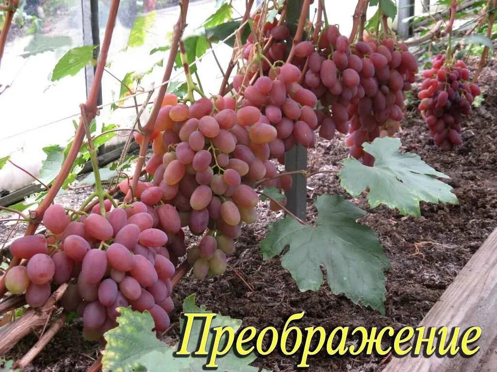 Виноград преображение морозостойкость описание сорта. Сорт винограда преображение. виноград преображение описание сорта. виноград преображенский. сорт винограда преображенский.