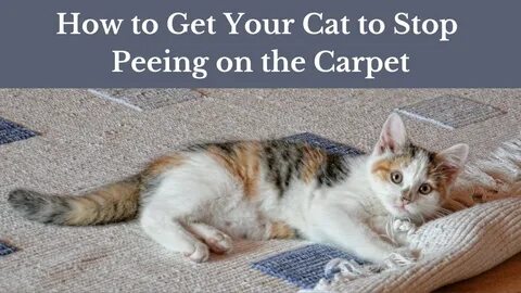 Why did the second cat complain
