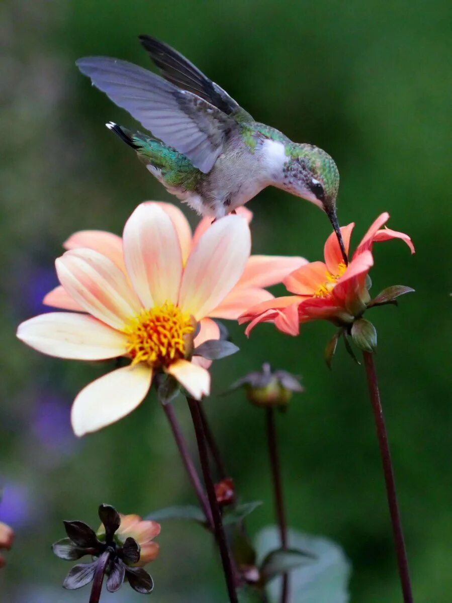 Изображения птиц и цветов. Изображения птиц и цветов. Алмазная мозаика синички. Изображения птиц и цветов. Иллюстрации цветы и птицы.