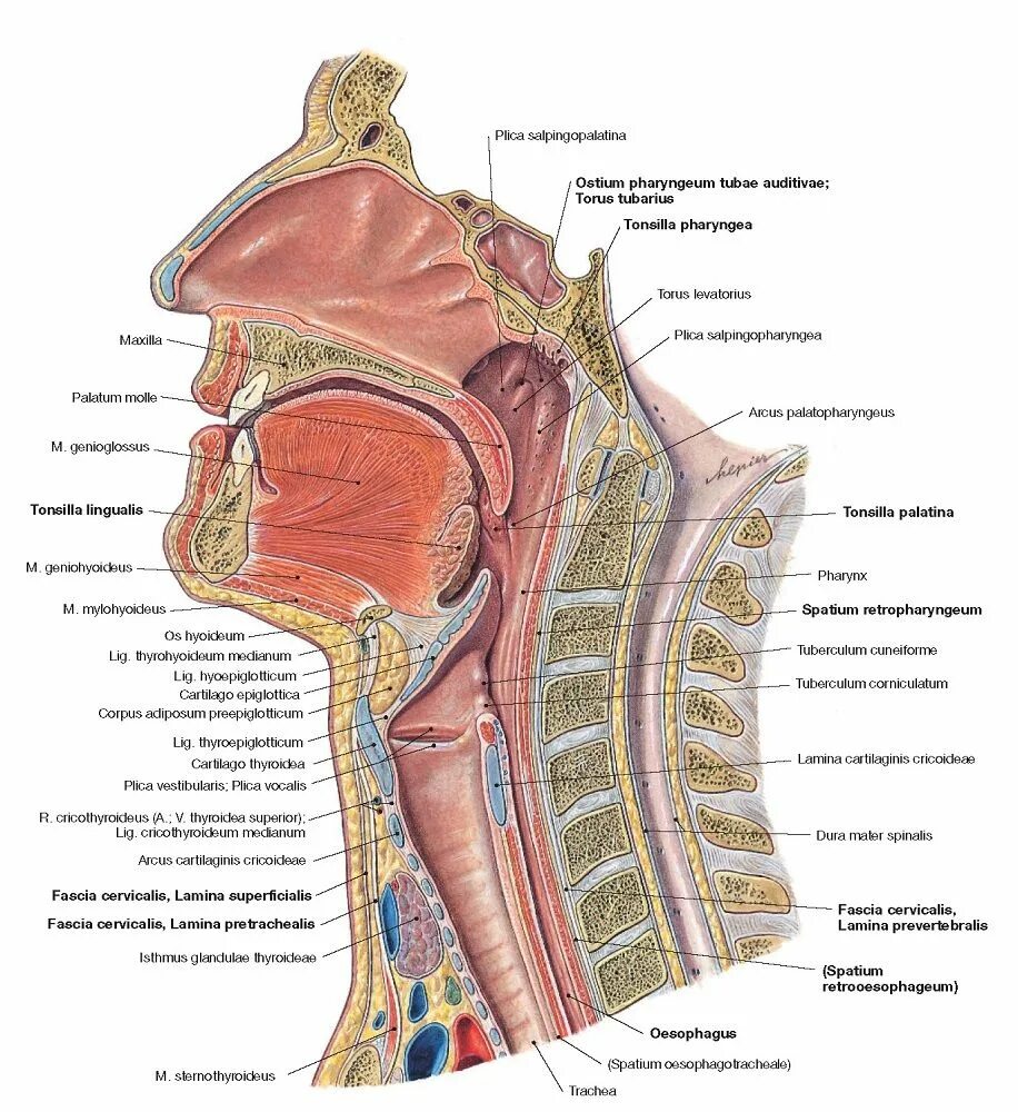 Ostium pharyngeum tubae auditivae. Сагиттальный распил головы анатомия. Полость рта Сагиттальный разрез анатомия. Сагиттальный распил головы анатомия ротовая полость. Строение носоглотки сбоку.