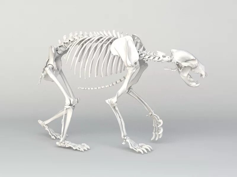 Скелет Беар. Скелет 3ds Max. Скелет бурого медведя.
