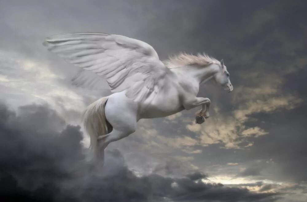 Horse life пегасы. Конь с крыльями. Белая лошадь с крыльями. Лошади фэнтези. Пегас лошадь.