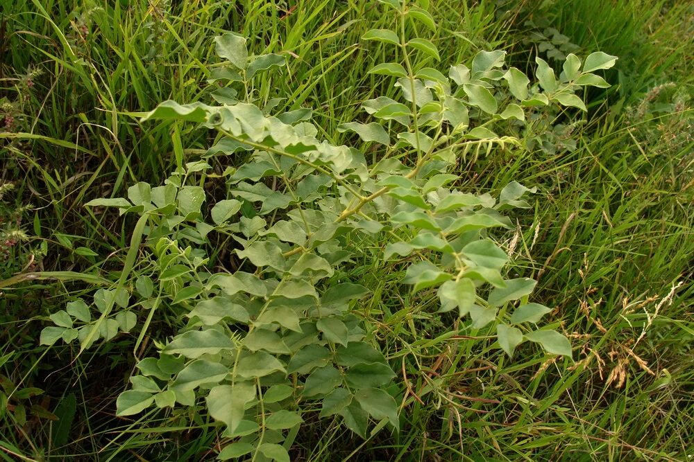 Как выглядит растение солодка. Солодка Уральская (Glycyrrhiza uralensis). Солодка Коржинского. Лакрица Солодка растение. Glycyrrhiza glabra l..