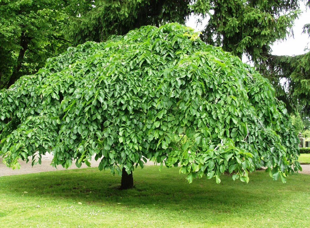 Вяз шершавый Пендула. Вяз шаровидный Пендула. Вяз шершавый (Ulmus glabra). Вяз Плакучий Пендула.