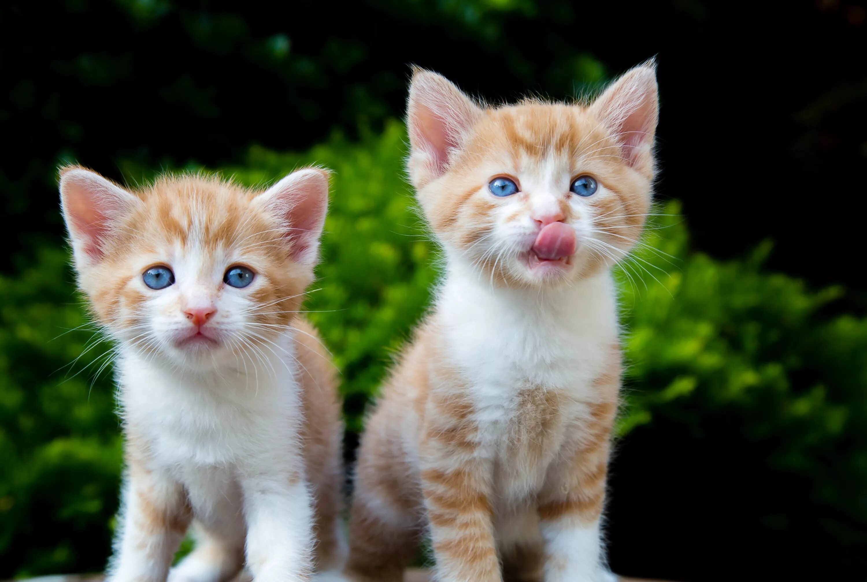 Two cute. Котята. Фотографии котят. Красивые кошки. Кошка с котятами.