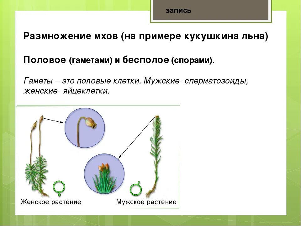 Кукушкин лен процесс оплодотворения. Мужские и женские гаметы растений Кукушкина льна. Процесс размножения кукушкиного льна. Кукушкин лен строение и размножение. Гаметы мхов образуются в результате