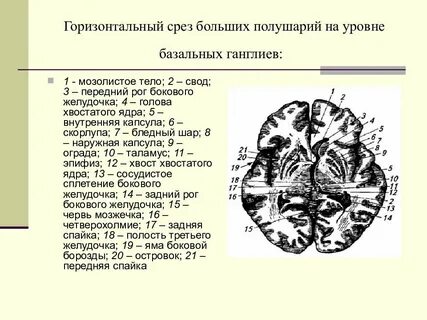 Серое вещество базальные ядра