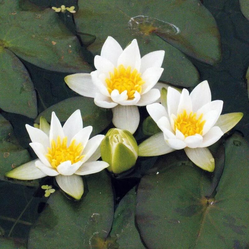 Нимфея фото. Pygmaea Alba нимфея. Кувшинка белая (Nymphaea Alba).