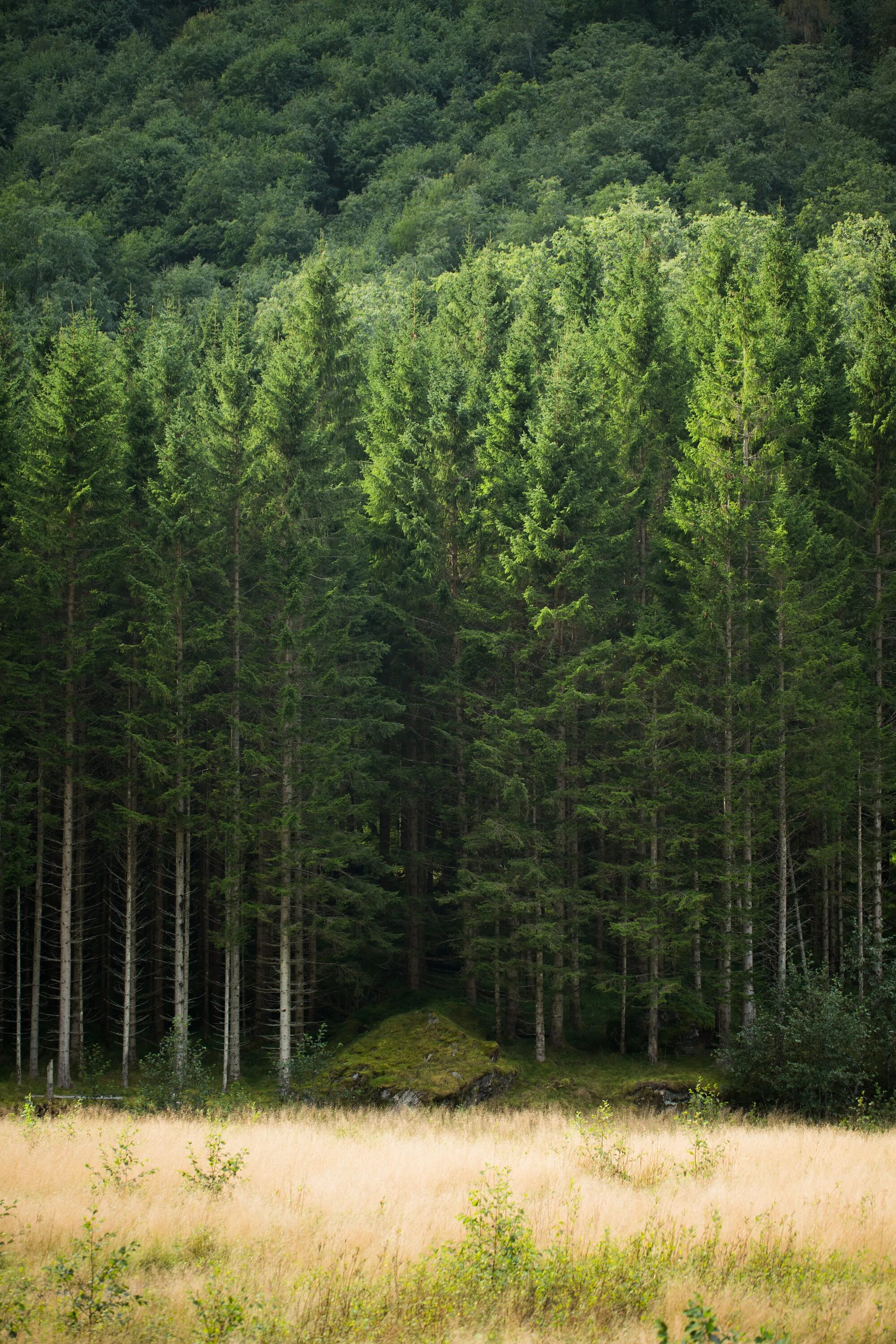 Пихтовая тайга. Пихтово-еловые леса урала. Мрачное одинокое дерево. Wild trees. Северное дерево.