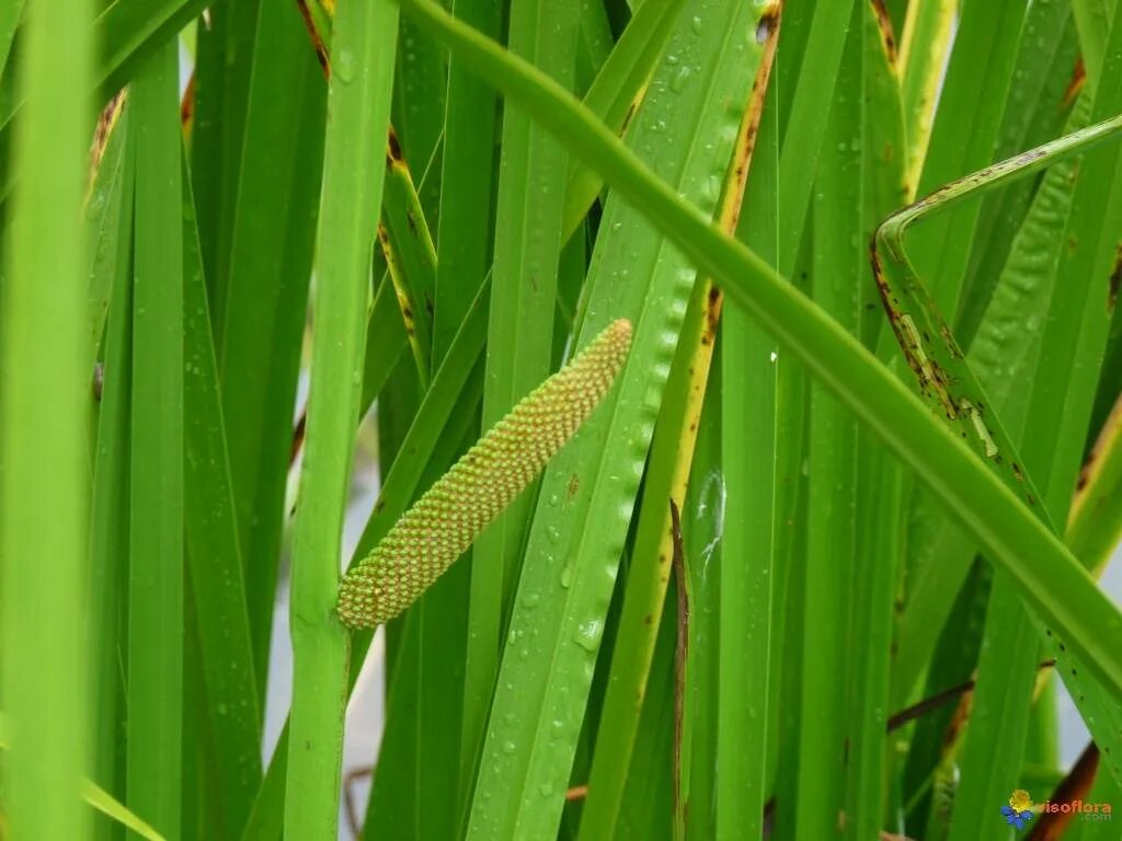 АИР обыкновенный - Acorus Calamus. АИР болотный (Acorus Calamus). Акорус Каламус. Каламус ротанговый. Аира гагарина