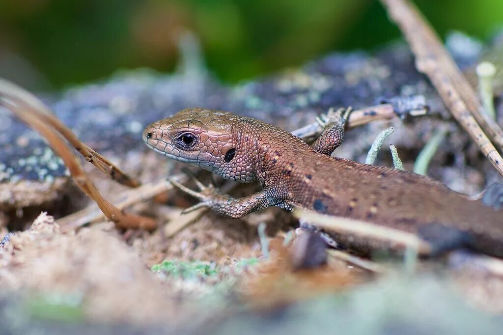 ящерица обыкновенная прыткая. пресмыкающиеся тундры. животный мир тундры. пресмыкающиеся тундры. прыткая ящерица (lacerta agilis l.