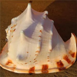 Ракушки ли