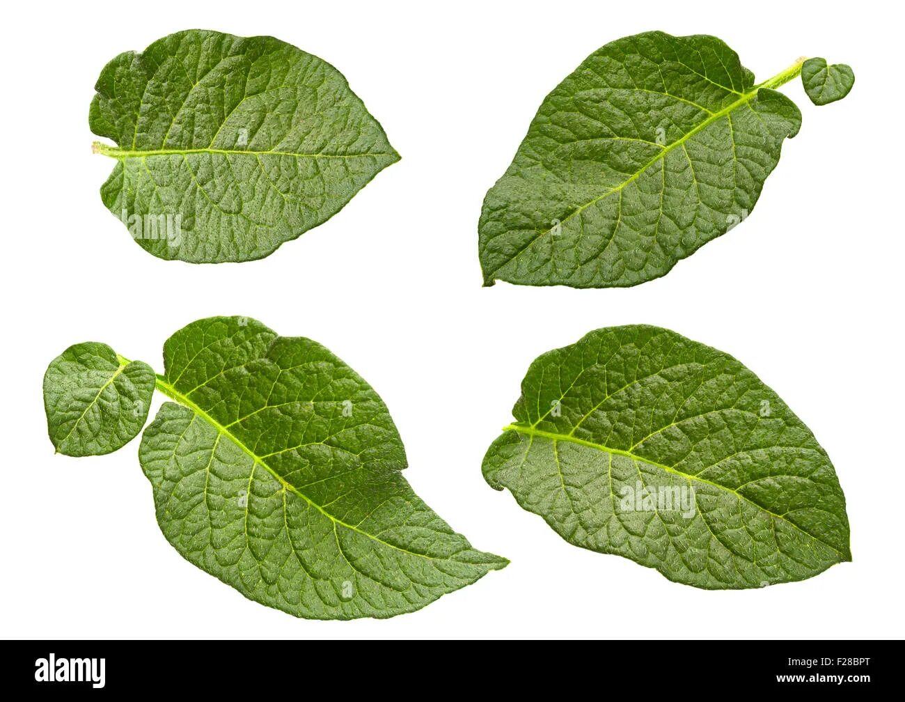 Тип листьев картофеля. Листья картофель черешковый. Тип листьев картофеля. Форма основания листа у картофеля. Рассеченность листа картофеля.