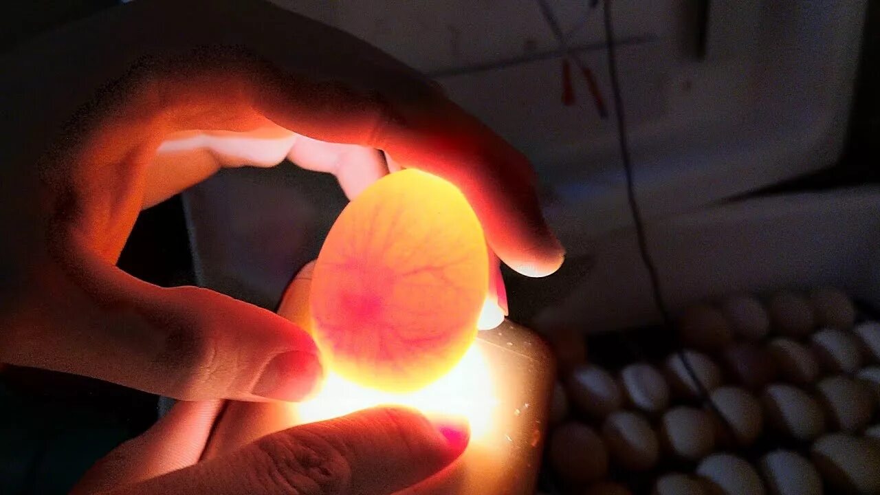 Через сколько дней проверять яйца в инкубаторе. Овоскопирование гусиных яиц. Овоскопирование мускусной утки. Овоскопирование утиных яиц. Овоскопирование индюшиных яиц.
