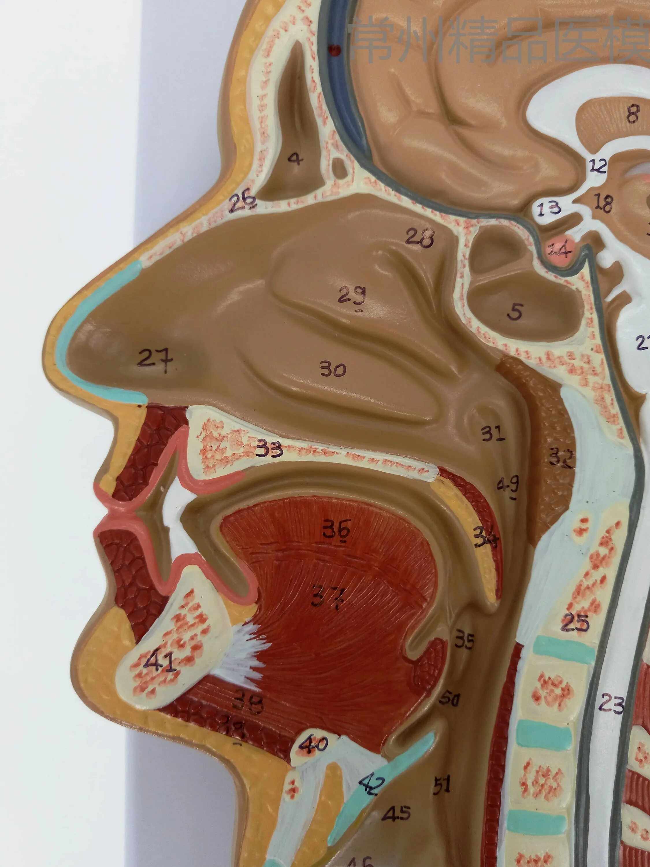 Голова срез. Сагиттальный разрез головы человека. Сагиттальный распил головы человека. Голова срез. Сагиттальный срез головы.