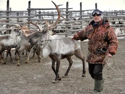 В большом загоне для оленей росли деревья