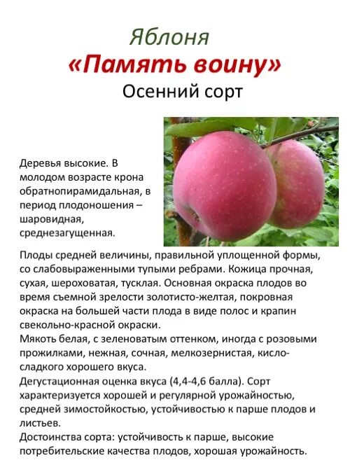 Клубни Яблоня МастерСад купить по выгодной цене в интернет-магазине OZON (156829