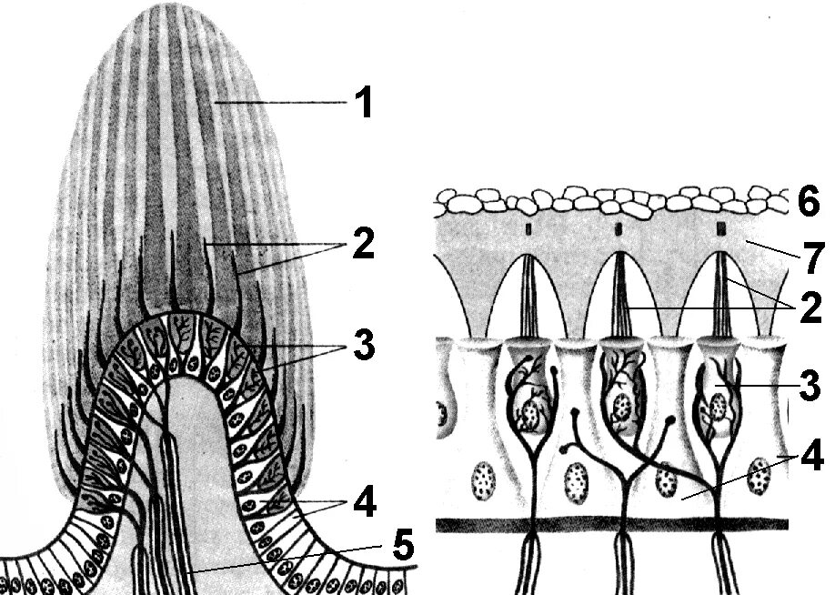 Клетки равновесия. Схема ампулярного гребешка гистология. Волосковые рецепторные клетки. Вестибулярный аппарат ампулярный гребешок. Схема ампулярного гребешка.