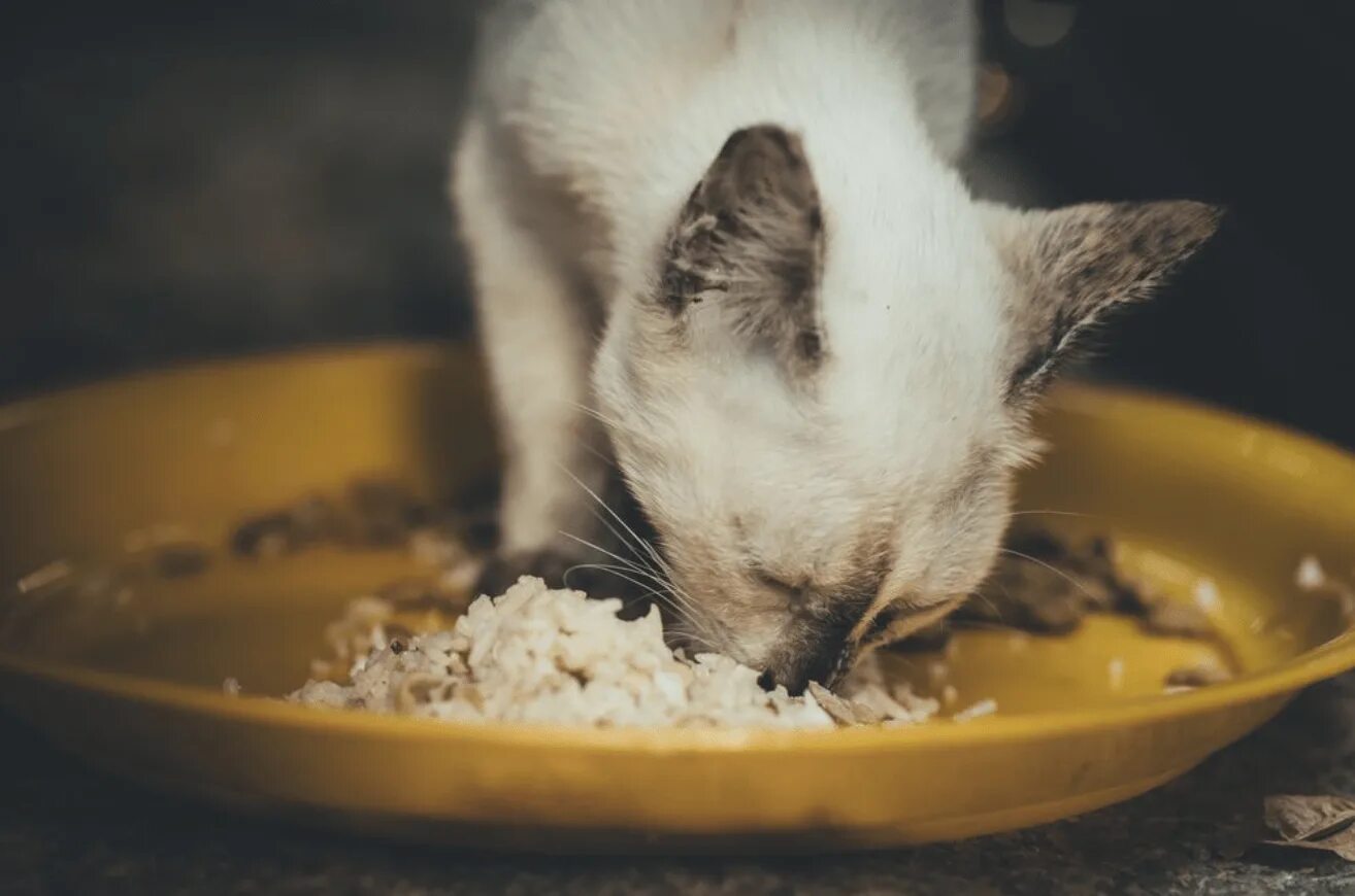 Кошки едят кашу. Кот в тарелке. Котик в каше. Кот ест рис. Белая кошка кушает.