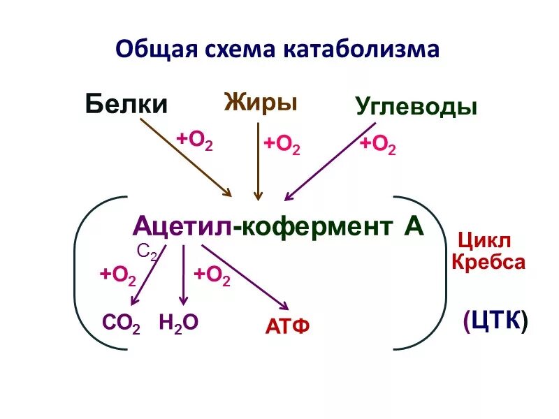 Распад углеводов в организме. Схема распада белков. Распад углеводов. Цикл Кребса белки жиры углеводы. Схема распада углеводов.