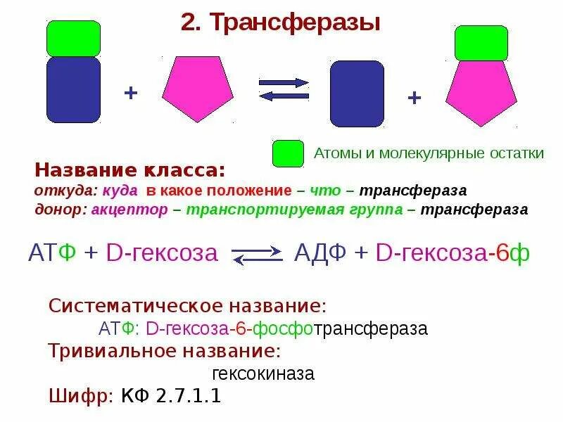 Ферменты введение. Трансферазы примеры реакций. Трансферазы примеры ферментов. Трансферазы подклассы. Строение трансферазы.