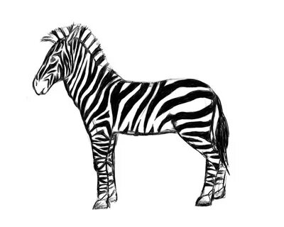 zebra çizimi kolay: Yandex Görsel'de 2 bin görsel bulundu