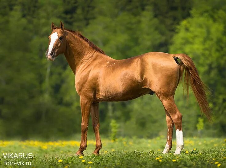 Дончак порода лошадей. Рыжая лошадь. Don horse. Дончак порода лошадей. Донская порода дончаки.