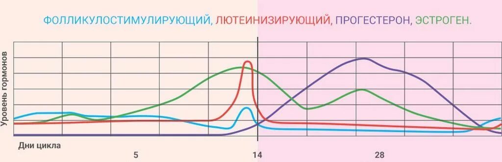 Уровень эстрогенов с возрастом. Гормон либидо. Эстрогены в зависимости от цикла. Гормон либидо у женщин. Какой гормон у женщин отвечает за либидо