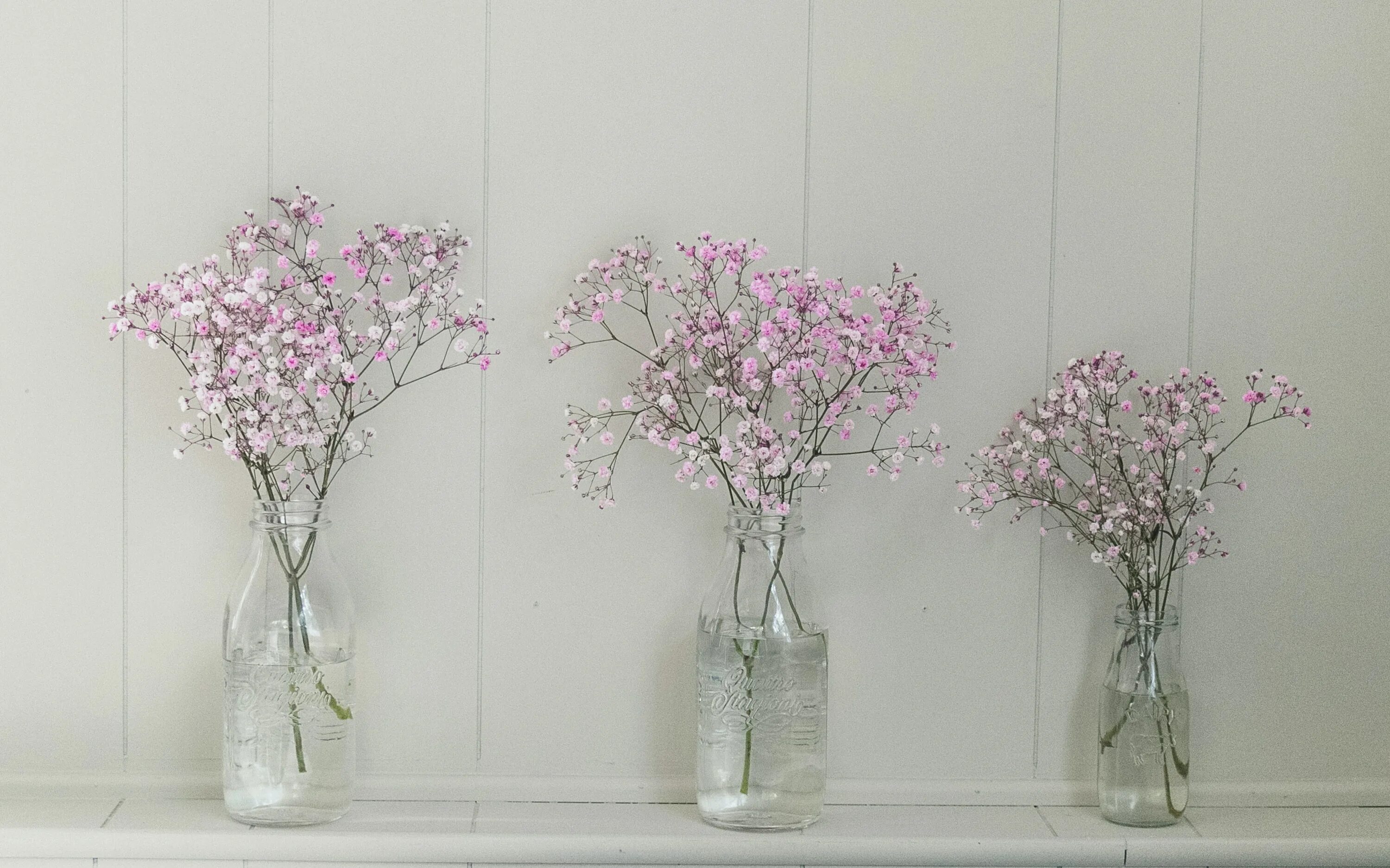 Гипсофила фата невесты. Гипсофила baby's breath. Blossom s breath. Цветы гипсофилы эстетика. Белый фон с гипсофилой.