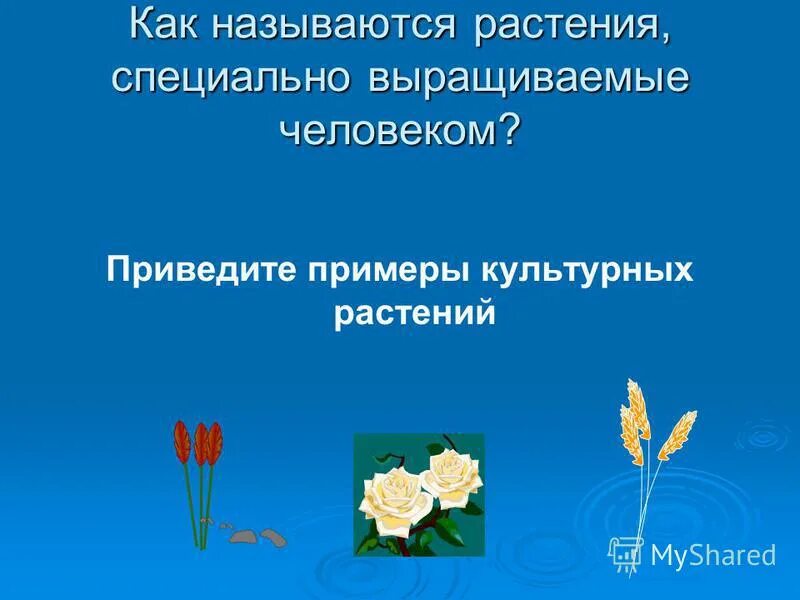 Растения которые люди специально выращивают