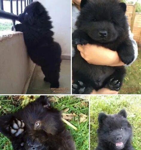 People Do Not Know How To Deal With The Dog Cute dogs, Baby animals, Chow chow d
